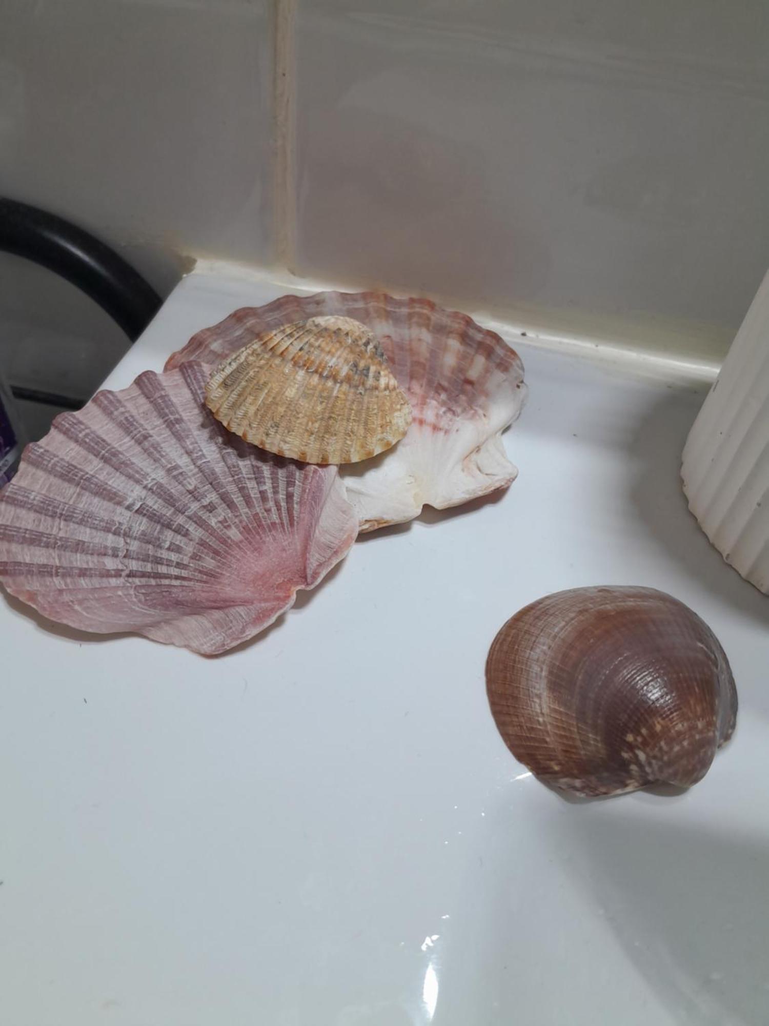 Gemuetliches Zimmer "Gold" Fuer 2 Personen Und Katzenliebhaber Valenza Esterno foto